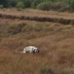 Snipe hunting in Ireland