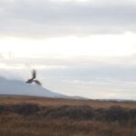 Snipe hunting in Ireland