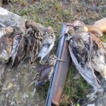 Snipe and woodcock hunting in Ireland