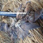 Chien d'arret et bécasse Irlande