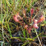 A la découverte des tourbieres d Irlande