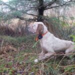 Bécasse aux chiens d'arret Irlande