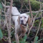 setter chasse en Irlande