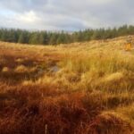 English setter and snipe in Ireland