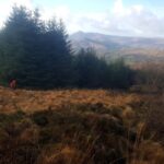 Woodcock hunting South-West Ireland