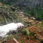 setter anglais en Irlande