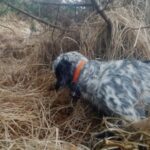 Chiens d'arret en Irlande