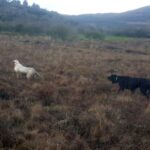 train one's dog with snipes in Ireland