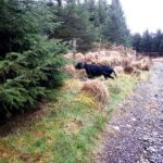 Gordon setter in Ireland