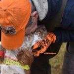 Woodcok taking flight in Ireland