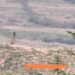 Woodcok taking flight in Ireland