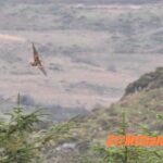 Woodcok taking flight in Ireland