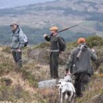 Chasser aux chiens d'arret Irlande