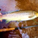 Truite mouche riviere d Irlande