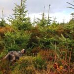 Train your dog in Ireland