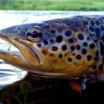 Pecher la truite a la mouche en Irlande