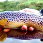 Peche mouche truite Irlande