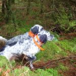Hunt with your dogs in Ireland