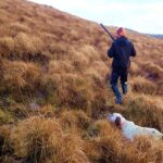 Chasse chien d'arret Irlande