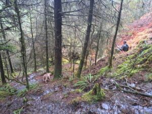 Chasse ethique en Irlande