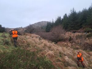Biotope chasse becasse Irlande