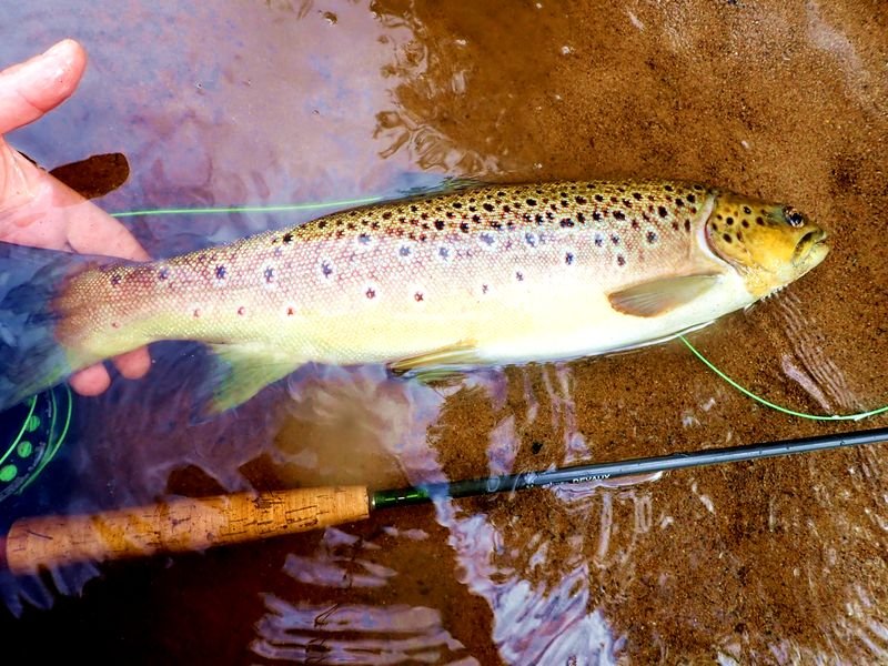 Truite a la mouche en Irlande