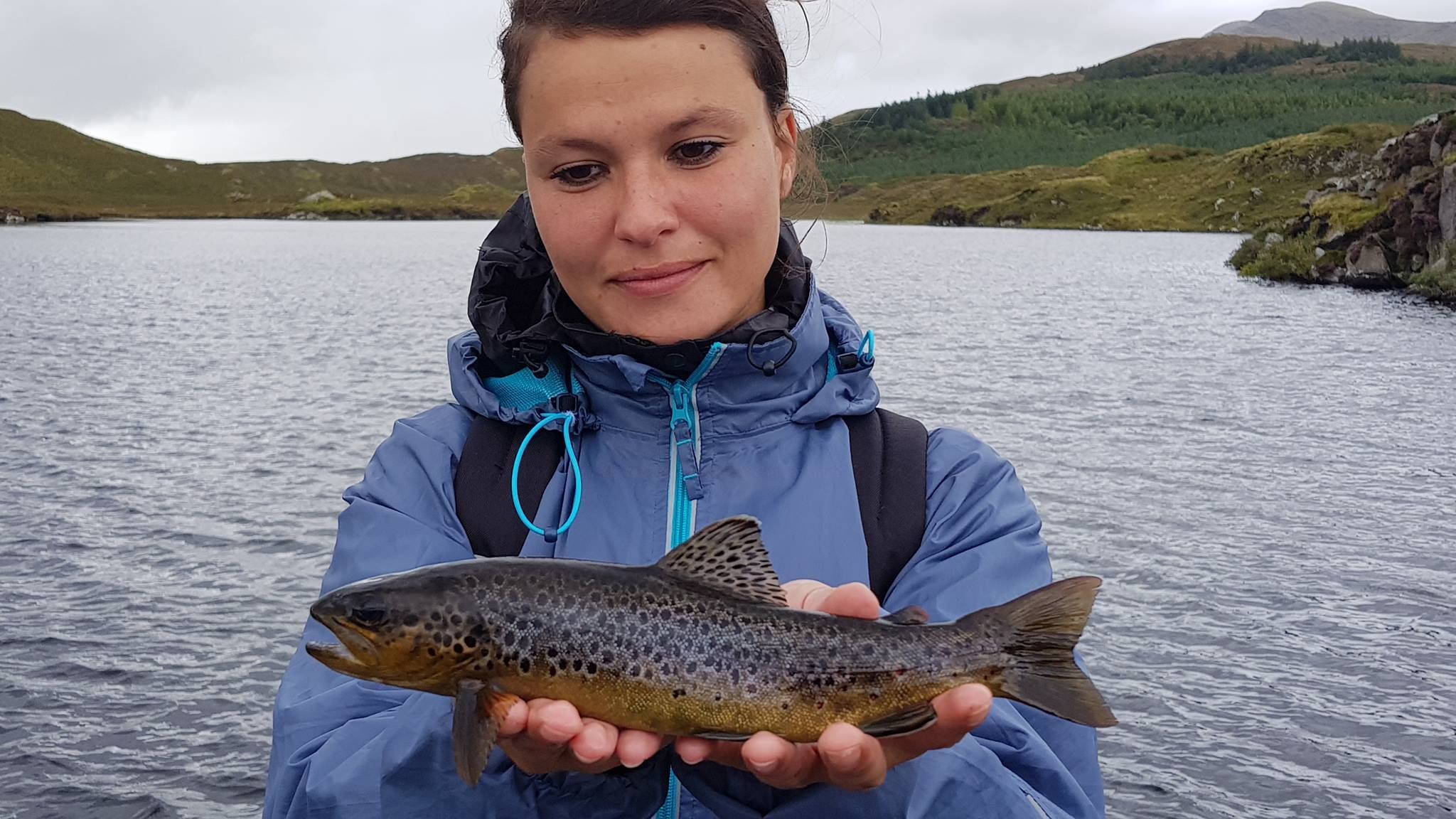 Flyfishing Ireland,dry fly for wild brown trout. 