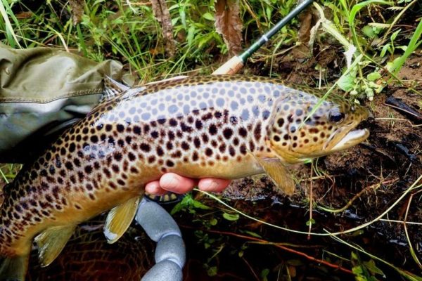 jolie truite de riviere d'Irlande Ou pecher a la mouche en riviere Irlande