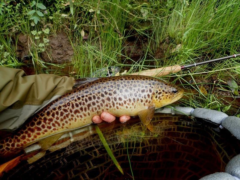 pecher la truite en Irlande