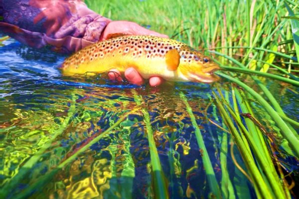 Truite a la mouche en Irlande Guide pêche mouche Irlande