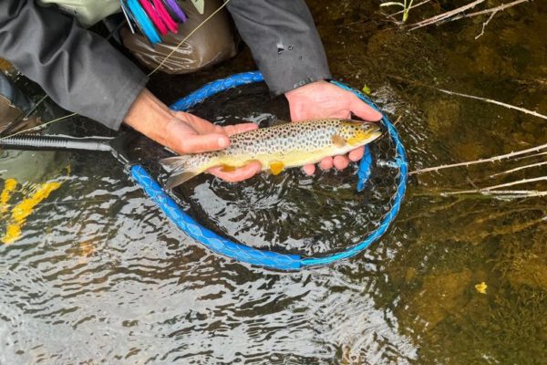 Pecher la truite a la mouche Irlande Séjours truite mouche en Irlande