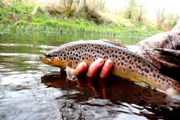 Voyage mouche en Irlande Séjour pêche itinérant Irlande