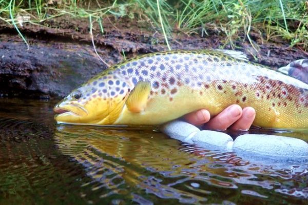 Guide peche mouche Irlande Voyage pêche mouche Irlande